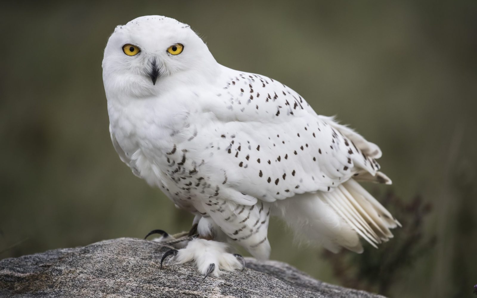 The Snowy Owl Bundle
