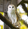 The Barn owl bundle