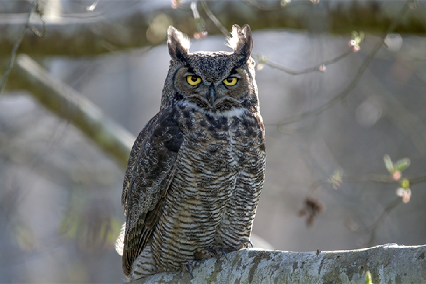 The Great Horned Owl Bundle